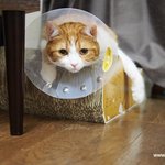 고양이 키스(유봉이네판)