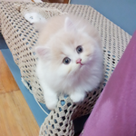 (냥이판) <b>엉</b>똥&amp;쑝콩