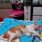 찐찐이