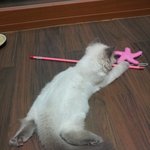 [ 냥 판 ]  내 사랑 <b>요다</b>