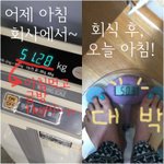 녹차 <b>카테킨</b>으로 복부지방 꽉 잡아보려구요ㅋㅋㅋ첨 들으신 분들 위한...