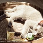 거제도 냥이 <b>레스</b> (내이름은 백<b>레스</b>) 2탄