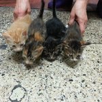 코숏 새끼고양이4마리 키우실분
