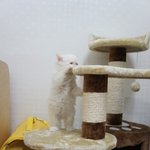 곰일까요??
