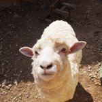 애완견애완묘는 질림 뽀송 애완양 !