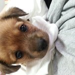 강아지<b>분양</b>