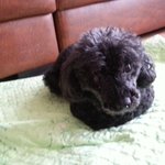 강아지 <b>식빵</b>굽기 ㅋ