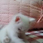크림이 인양이 찌<b>롱이</b>.    미용전 미용후ㅜㅜ