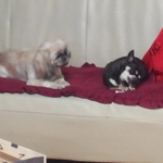 유기견이였던 우리 뚱이랑까<b>미</b> 수줍게 인사드려요