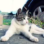 과거 길고양이들과의 인연 3