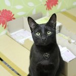 검은고양이 머루!