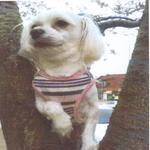 강아지 똘이를 찾습니다. <b>서산</b> 사시는분들  한번더 관심 부탁드립니다...