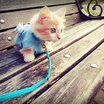 냥판)먼치킨고양이 <b>루이</b>산책갔다왔어요ㅋ