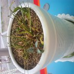 <b>화초</b>..ㅜㅜ