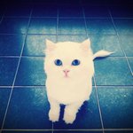 1년전 네이트 메인을 장식한 아기고양이 <b>미미</b>^^