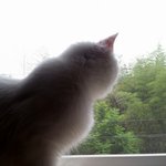 [냥판] <b>대두</b>김용배의 나도 잘하는게 있다!