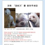 경기성남상대원 말티즈<b>수컷</b> 애타게 찾아요ㅠ