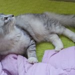 우리집 개냥이