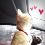 [우리고양이] 우리 고양이가족을소개합니다