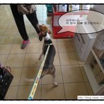 <급> 비글프린스 <b>임보</b> 입양처 찾습니다.