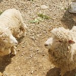 뽀송 애완양 !    -2탄-