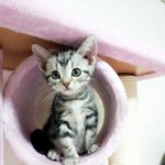 냥이)<b>레오</b>로 확정