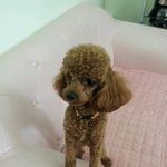 길에서 <b>주운</b> 푸들 보호중입니다~ 주인을 찾아주세요!!