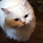 카페에 찾아온 <b>묘연</b>, 룰루♬ (4) - 사진 대방출