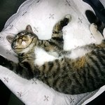 냥이) 우리 <b>이오</b> 입니다....2편