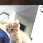 [우리고양이] 우리고양이가족을소개합니다2탄
