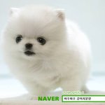 귀여운 <b>포메라니안</b> ㅠㅠ기엽당