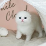 으히히 혹시 이렇게 귀여운 고양이 봤나?