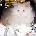 [냥냥] 덥다옹