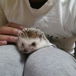 고슴도치 <b>분양</b> ㅠ.ㅠ!