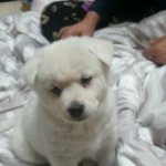 판으로 만난 통일견 李 來 福