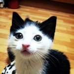 3개월 아기고양이 가족찾아요