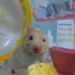 귀가 <b>한쪽</b> 없어도 우리<b>집</b> 귀요미 4탄