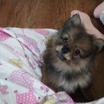 [멍멍] 너구리 육아일기!! (사진 多)