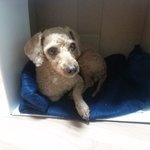 <b>푸들</b>강아지의 주인을 찾아요.