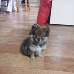 [멍멍] 너구리 육아일기!! -2- (사진 多)