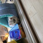 온이를소개합<b>다요</b>