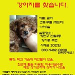 신월3동 양서중 근처에서 <b>푸들</b>을 잃어버렸어요..ㅠㅠㅠㅠㅠㅠㅠㅠㅠㅠ