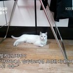 유기묘에서 사랑스러운<b>밍키</b>아가씨가 되는법!