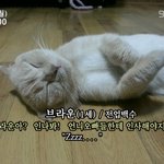 <b>산책</b>냥 라운이의 하루 'ㅅ'* (엑박수정 ㅠ.ㅠ)