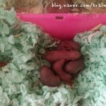 저빌(<b>사막</b>다람쥐) 일곱마리 아가들이에요~