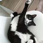 [탄천필근] 코숏 턱시도 탄이 &amp; 브숏 천이