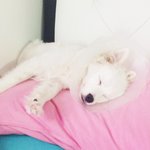 크리스마스날선물로온<b>레오</b>!!ㅋㅋㅋㅋ