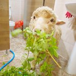 뽀송 양<b>돌이들</b>-3탄- 목욕했어요