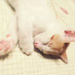 <b>왕고집</b>고양이 왕고를소개해요ㅎ
