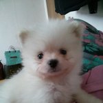 <b>포</b><b>메</b>라이언 우리별이 성장기